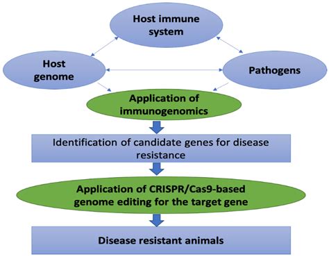 Improvement Of Disease Resistance In Livestock Application Of