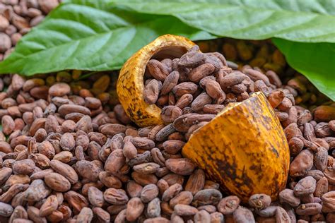 Cacao Super alimentul delicios pe care ar trebui să l consumi în