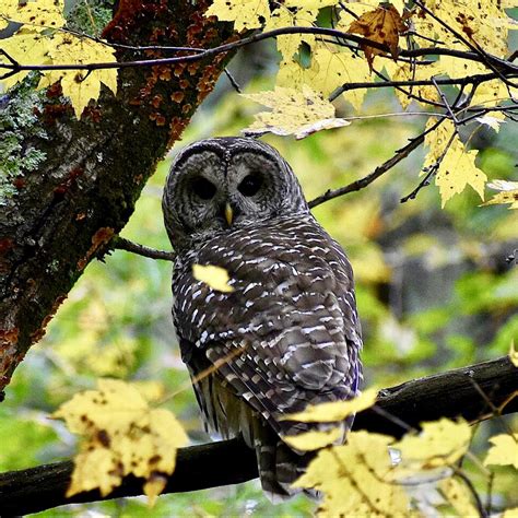 A Beautiful Barred Owl On A Rainy Fall Day Smithsonian Photo Contest