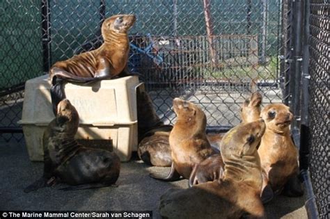 Hundreds Of Undernourished Sea Lion Pups Rescued From California Coast