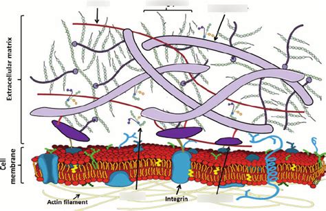 Components Of The Extracellular Matrix Ecm Diagram Quizlet