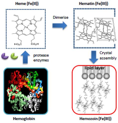 Molecules Free Full Text The Molecular Mechanism Of Action Of