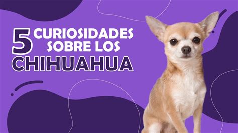 Curiosidades De La Raza Chihuahua Youtube