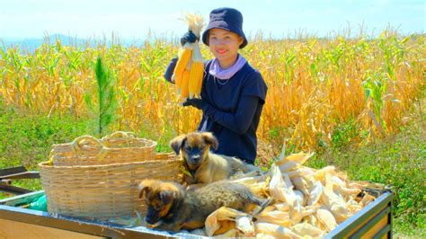 Harvesting Corn Garden Goes To Market Sell Grinding Corn To Feed