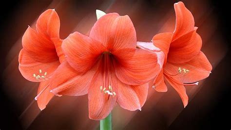 Solve Amaryllis Jigsaw Puzzle Online With Pieces