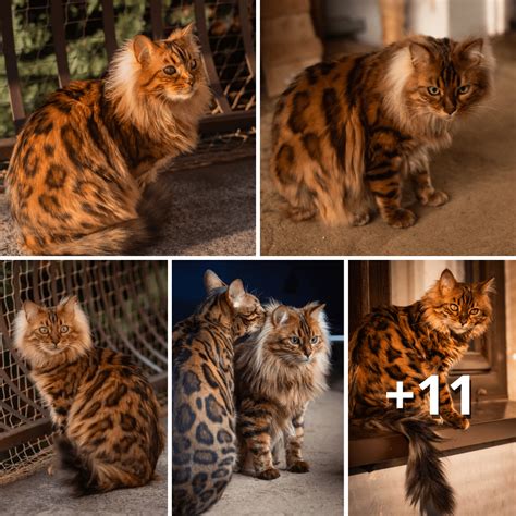 Exploring The Wonders Of Bengal Cat Breeds Embarking On A Whimsical