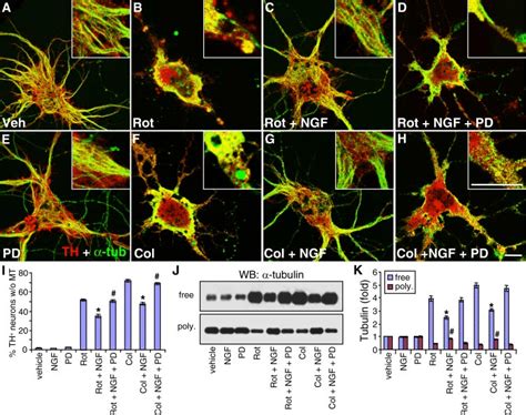 Ngf Attenuates Rotenone Or Colchicine Induced Microtubule Download