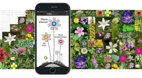 Les Meilleures Applications Gratuites Pour Identifier Les Plantes Et