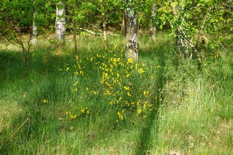 Cytisus Scoparius Blooms With Yellow Flowers In A Birch Grove In May