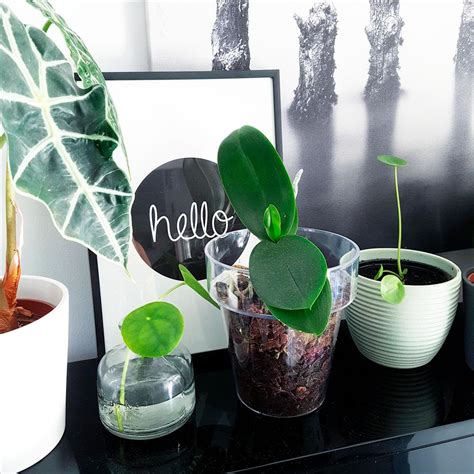 View Planta Pilea Peperomioides Cuidados Foldovercnpics