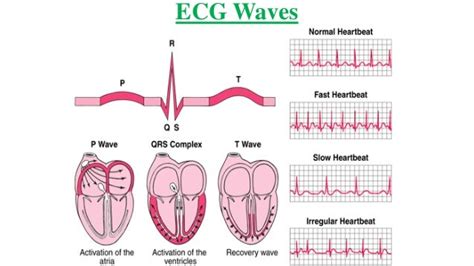 Physiology Electrocardiography Ecg