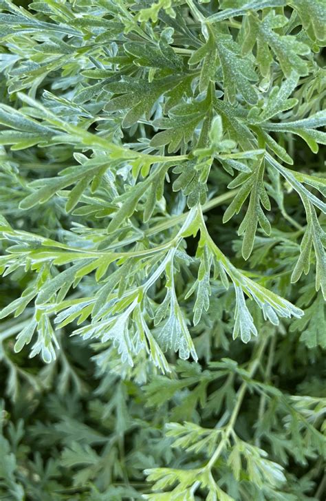 Shop Now Premium Artemisia Annua Seeds Online - Qing Hao