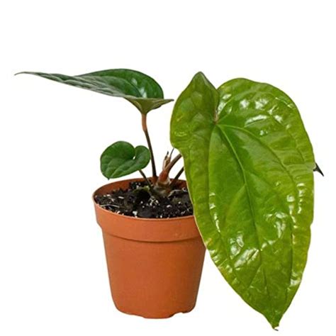 Anthurium Radicans Care Proven Indoor Cultivation Techniques