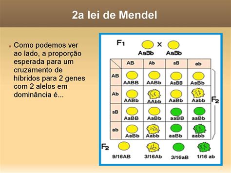 Segunda Lei De Mendel Exercícios