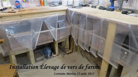 Levage De Vers De Farine Installation Nymphes T N Brions Ao T