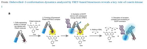 New Article Dishevelled Conformation Dynamics Analyzed By Fret Based