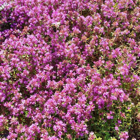 Thymus Praecox Red Carpet Rode Kruiptijm Groenpalet Shop