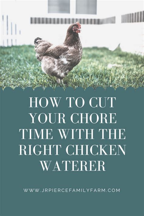 How To Find The Right Chicken Waterer Chicken Waterer Raising Farm