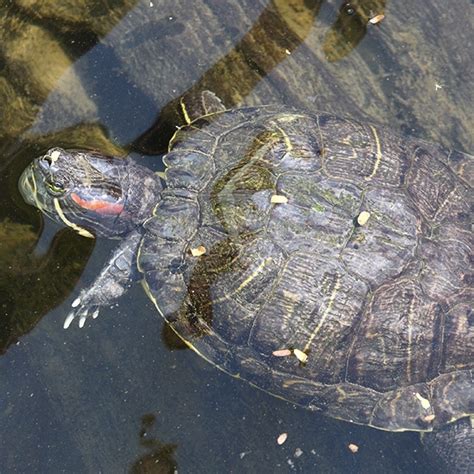 Red Eared Slider Invasive Species South Africa