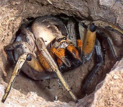 Scariest Spiders List | Types of Dangerous Spider Species