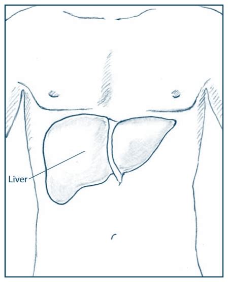 Overview Of Viral Hepatitis Addressing Viral Hepatitis In People With