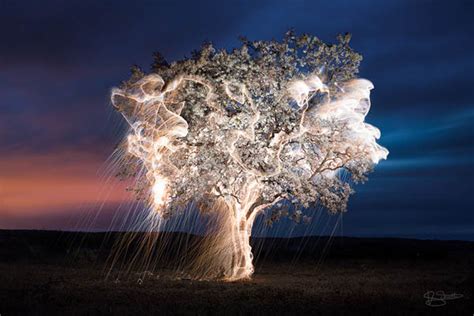 Tree of Life: Stunning Long Exposure Light Painted Trees by Vitor Schietti - Design Swan