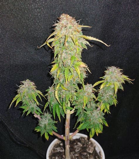 Buy Sour Diesel Auto Strain Information And Customer Reviews Herbies Seeds