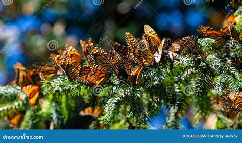 Colony Of Monarch Butterflies Danaus Plexippus Are Sitting On Pine