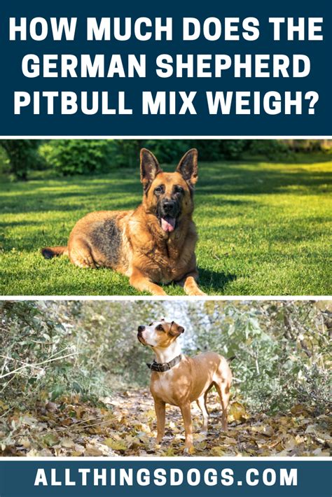 German Shepherd Pitbull Mix Full Grown Size