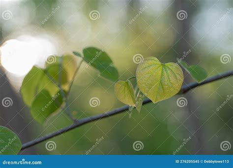 Eastern Redbud Tree Leaves. Stock Image - Image of yellow, shapes ...