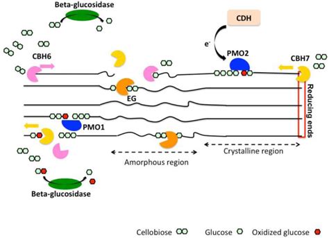 Microbial Degradation Of Cellulose Enzymes Steps Mechanisms