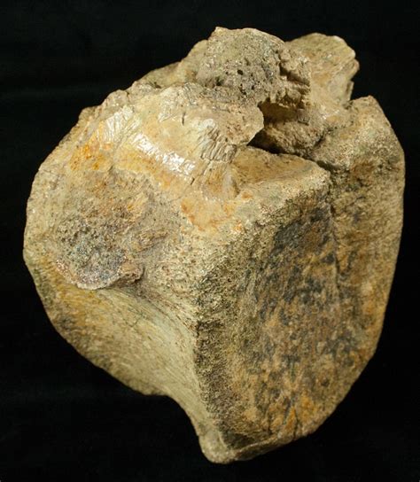 Large 6.2" Hadrosaur (Duck-Billed Dinosaur) Vertebra (#17268) For Sale ...