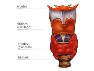 Sistema respiratorio histología de ross pdf