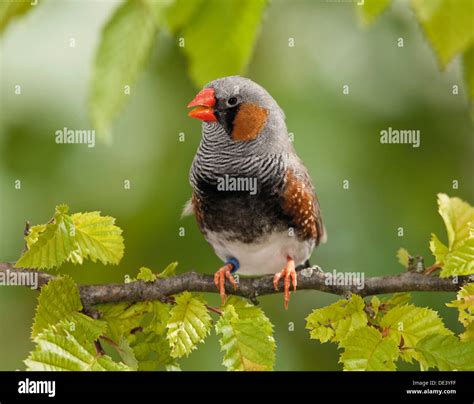 Zebra Finch Taeniopygia Guttata Adult Bird Percheda Twig Stock Photo