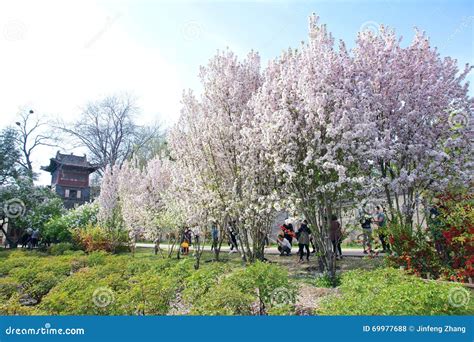 Spring landscape editorial stock photo. Image of park - 69977688