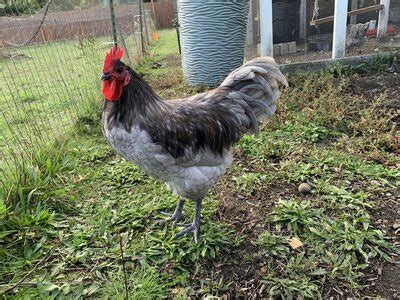 Blue Australorp Chickens | BackYard Chickens - Learn How to Raise Chickens