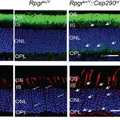 Immunofluorescence Analysis Of Retinal Cryosections From 1 Month Old Download Scientific