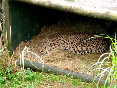 Kinkytail Female Cheetah Chester Zoo Johnlh Flickr