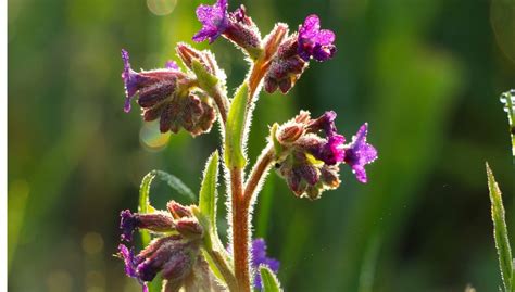 Long-Flowering Plants: The Best for American Gardens