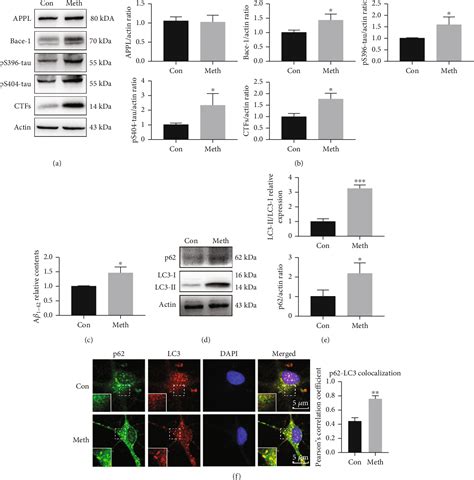 Figure From Targeting A And P Tau Clearance In Methamphetamine