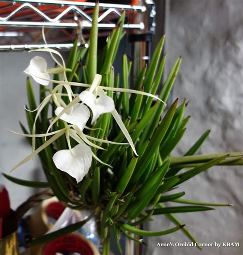 Arne S Orchid Corner Orchid Of The Day Brassavola Nodosa