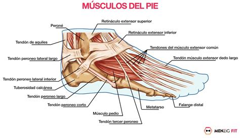 MÚSCULOS del PIE Esquemas con Nombres y sus Funciones