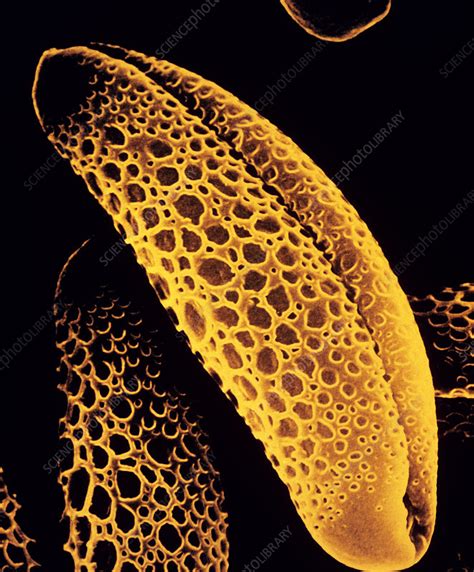 Pollen Grains Of Billbergia Flower Stock Image B786 0013 Science