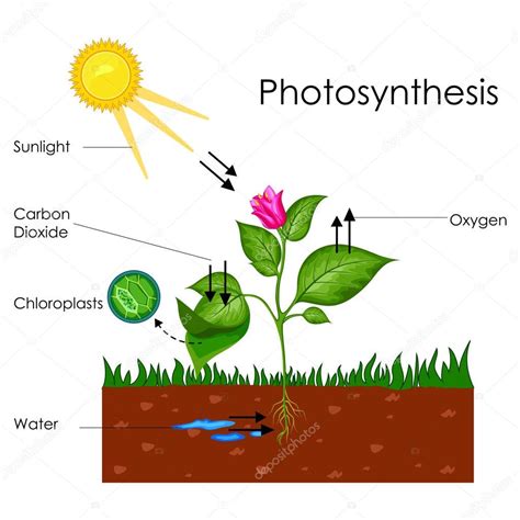 Carta Educativa De Biolog A Para El Diagrama Del Proceso De