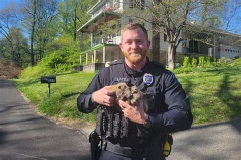 Watch Six Baby Raccoons Rescued From Pennsylvania Creek