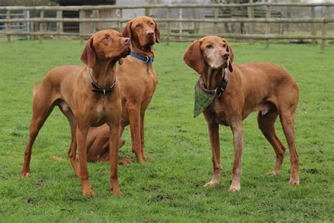 Comment G Rer Sa Meute De Chiens De Chasse Dxe France