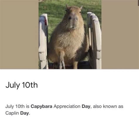 Gigi On Twitter RT CAPYBARA MAN Happy Capybara Appreciation Day