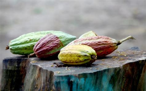 Conoce La Historia Del Cacao El Alimento De Los Dioses