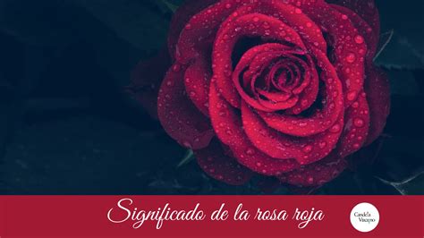 Significado de la rosa roja Candela Vizcaíno