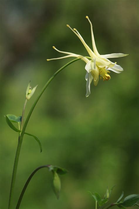 Naturaleza Planta Flor Foto Gratis En Pixabay Pixabay